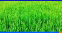 பருவமழைக்கு முன் நெற்செய்கையை முன்னெடுக்க திட்டம்